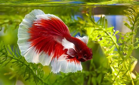 sick betta fish|lethargic betta fish bottom tank.